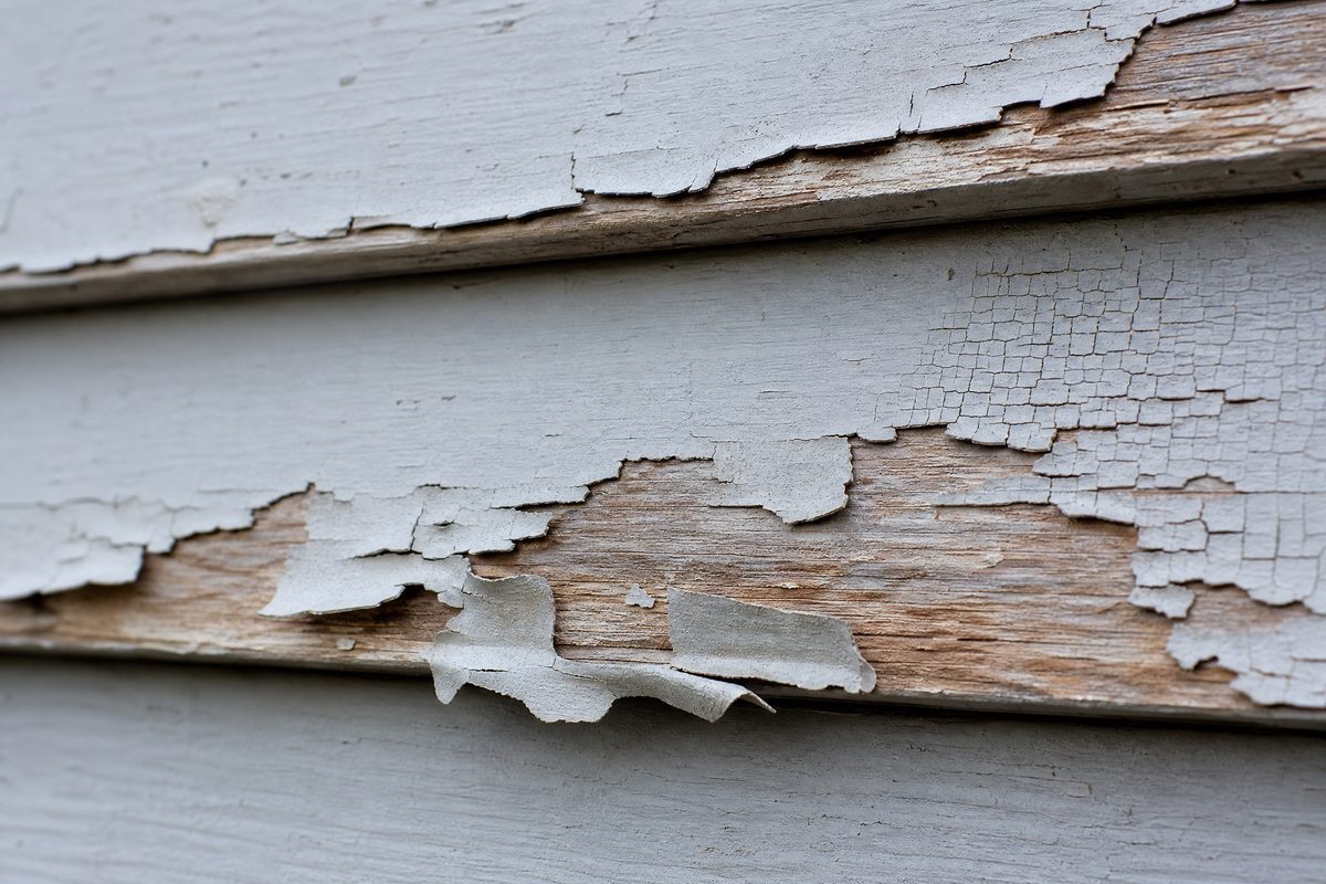Close-up of paint curling away from the bottom edges of wood lap siding boards beside an area of fine alligatored cracking